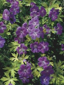 The Year of the Geranium Image